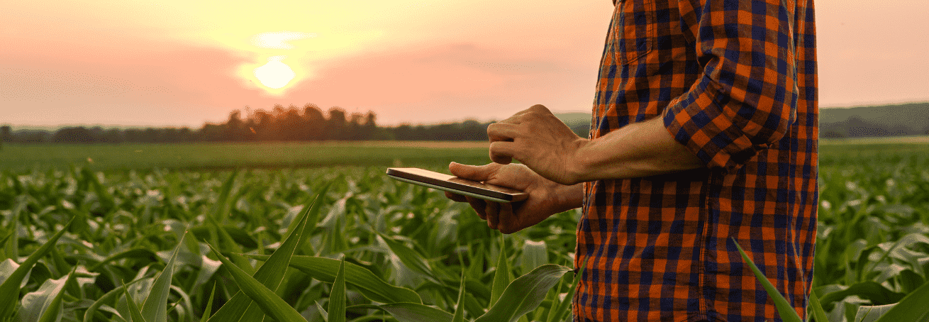 A man standing in a field during a sunset holding his phone.